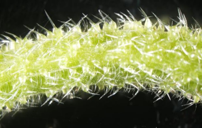 Urzica australiană (Dendrocnide moroides)