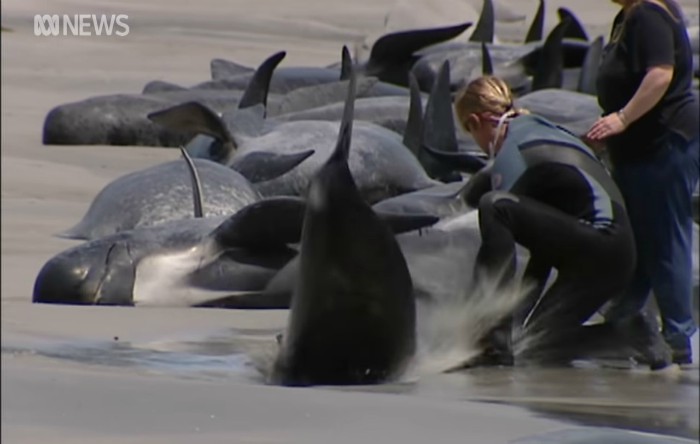 Balene eşuate în Tasmania, Australia