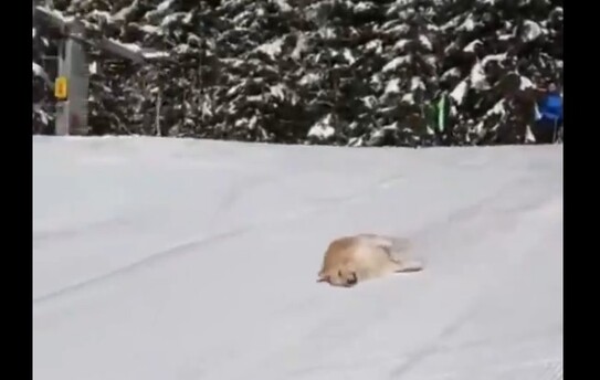 Câinele "schiator" (captură video Twitter)