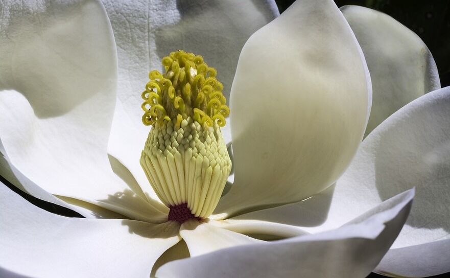 Magnolie albă (Pixabay.com)