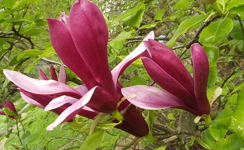 Magnolia violet (wikimedia)