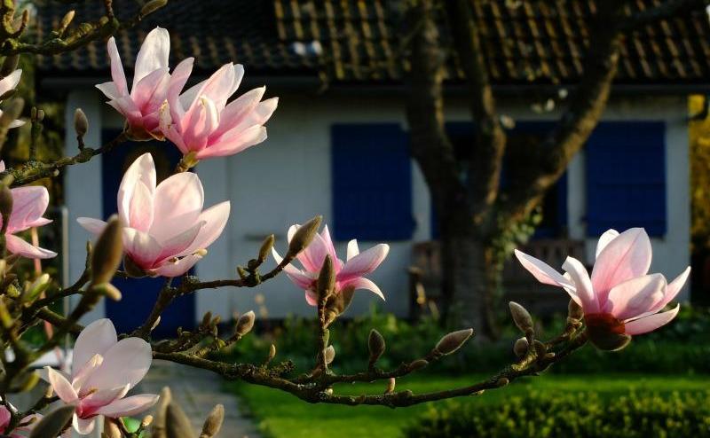 magnolia pierdere în greutate