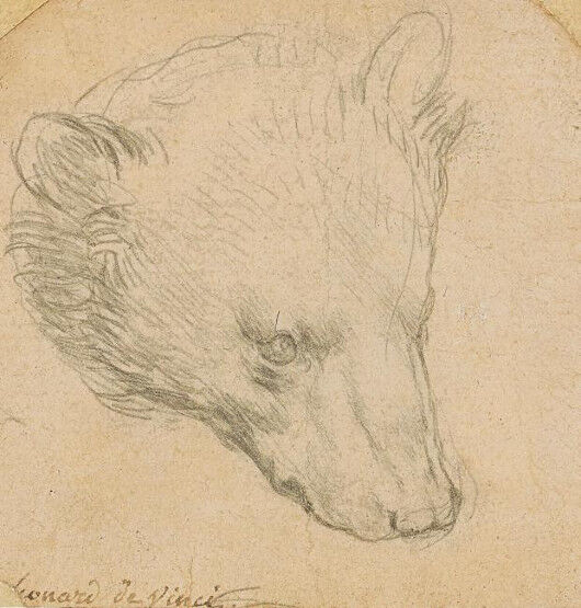 "Testo di orso", Leonardo da Vinci (Courtesy of Christie's)