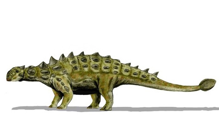 Ankylosaurs (© N. Tamura/Wikimedia Commons)