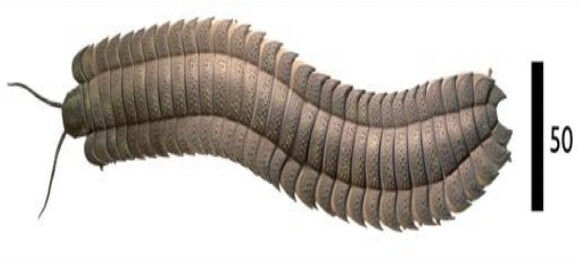 Miriapod gigant Arthropleura, reconstrucţie (Credit: Neil Daves)