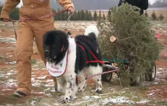 Câine Terra Nova ajută la transportul pomilor de Crăciun