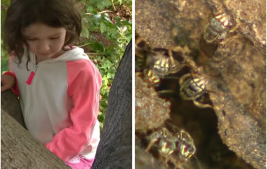 Annika Arnout, 4 ani (captură video youtube)