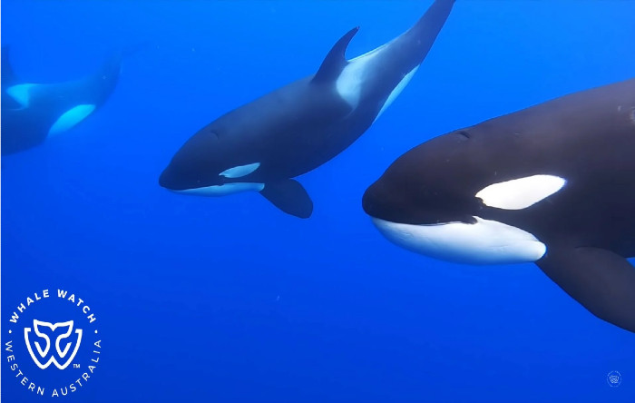 Balene ucigaşe (denumirea ştiinţifică Orcinus orca)
