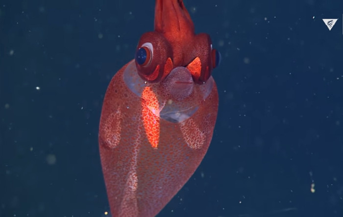 Peacock squid (Taonius sp.)