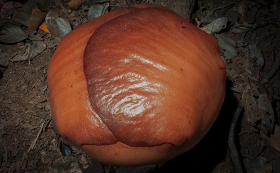 Rafflesia arnoldii (screenshot tramite video Youtube)
