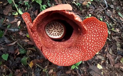 Rafflesia arnoldii (screenshot tramite video Youtube)