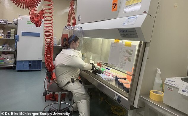 Cel mai periculos tip de cercetare poate fi efectuat în aceste laboratoare, implicând viruşi extrem de infecţioşi, cum ar fi Covid şi Ebola. (Boston University via Daily Mail)
