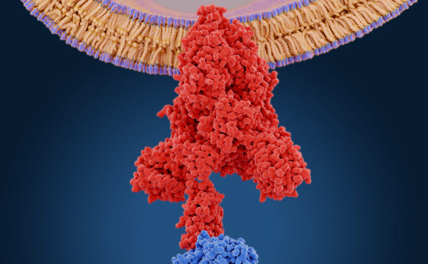 Proteina spike a coronavirusului (roşu) mediază intrarea virusului în celulele gazdă. Aceasta se leagă de enzima de conversie a angiotensinei 2 (albastru) şi fuzionează membranele virale şi ale gazdei.
