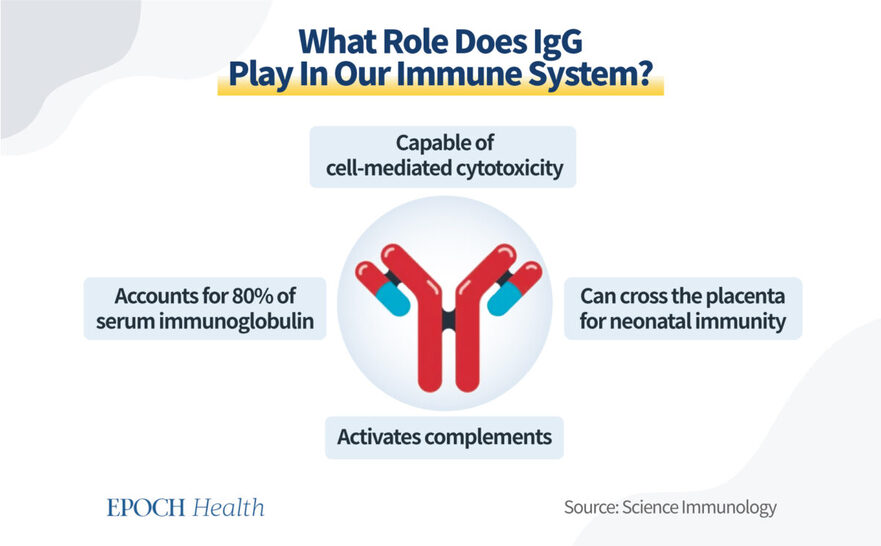 Rolurile pe care IgG le joacă în sistemul nostru imunitar sunt esenţiale pentru sănătatea noastră (The Epoch Times)