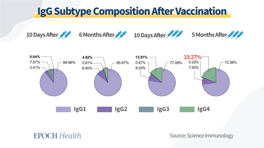 Datele arată că compoziţia subtipurilor de IgG se schimbă drastic după a treia doză de vaccin cu ARNm (The Epoch Times)