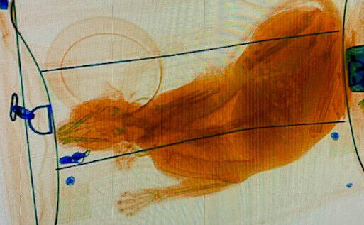  (screenshot tramite twitter Lisa Farbstein, TSA)