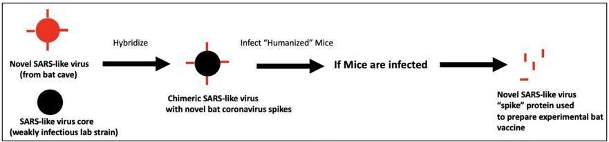 Fig. 1. Metodologia de cercetare riscantă folosită de EcoHealth Alliance, WIV şi colaboratorii lor pentru a încerca să creeze vaccinuri pentru lilieci. Nu există nicio modalitate de a cunoaşte dinainte potenţialul pandemic al virusurilor nenaturale şi chimerice asemănătoare SARS create în acest flux de lucru. (The Epoch Times)