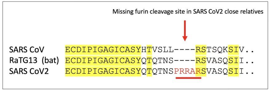 Fig. 2. Comparaţie între aminoacizii proteinei spike parţiale care arată FCS al SARS-CoV-2 (adică "PRRAR") şi lipsa FCS la doi dintre fraţii săi. Literele diferite reprezintă aminoacizi unici. Aminoacizii identici din toate cele trei virusuri sunt evidenţiaţi cu galben; liniile punctate indică lipsa FCS. (The Epoch Times)