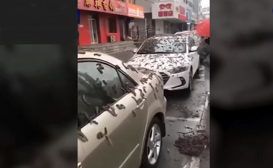 Ploaie cu viermi în China