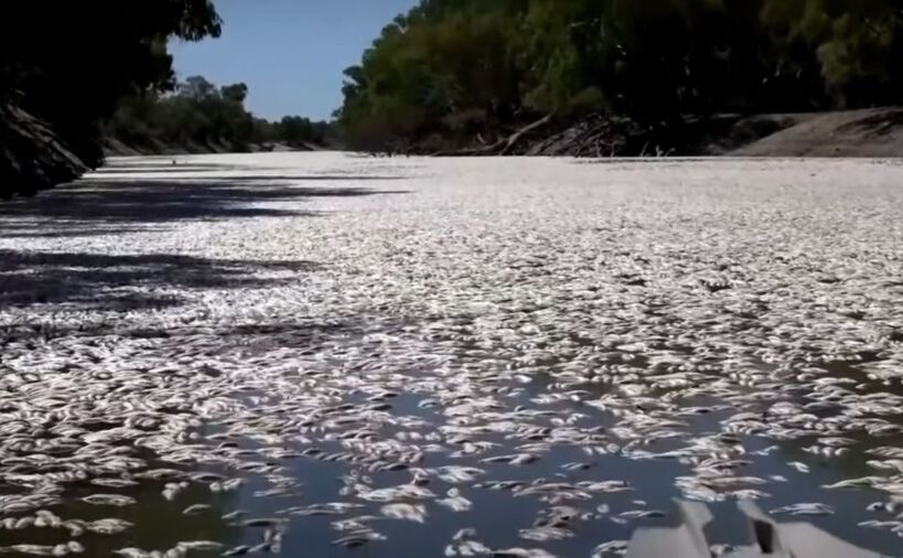 Peşti morţi în râul oraşelului australian Menindee