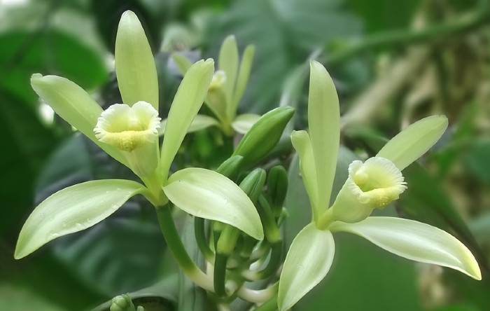 Flori de vanilie