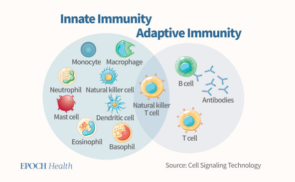 Organismul nostru rezistă virusurilor prin intermediul imunităţii înnăscute şi al imunităţii adaptative. (The Epoch Times)