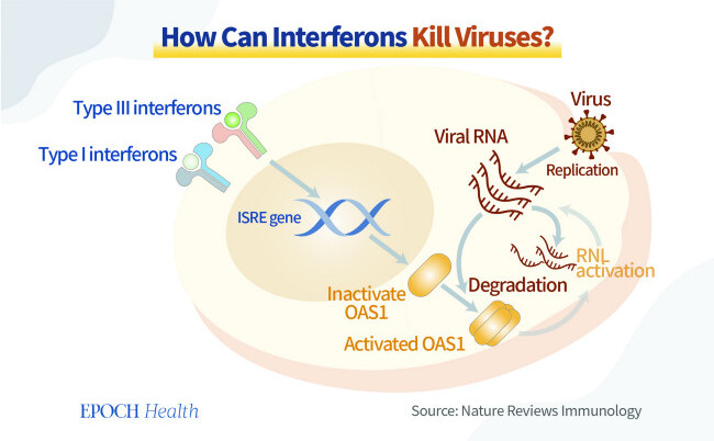 Interferonii interferează cu replicarea virusului. (The Epoch Times)