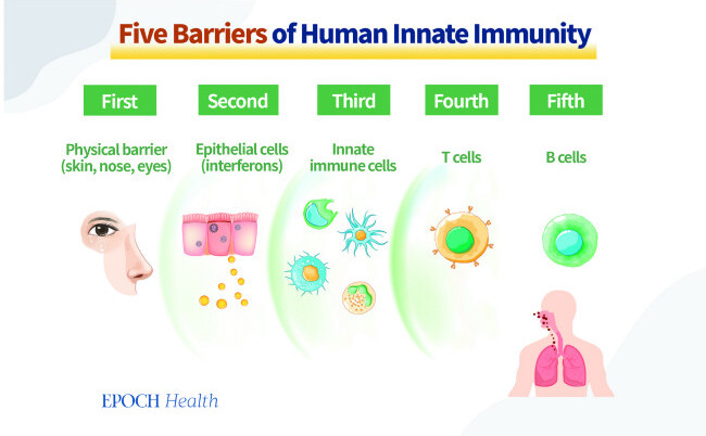 Cinci bariere ale imunităţii înnăscute umane. (The Epoch Times)