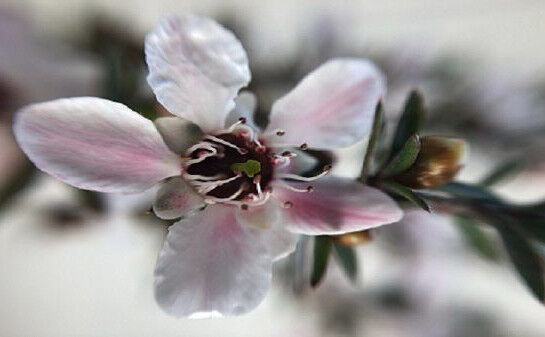 Floare de Manuka (Foto: Renee Thyne/pexels)