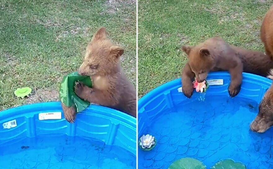 Ursuleţi în piscină (Prin amabilitatea lui Ashley Howie)