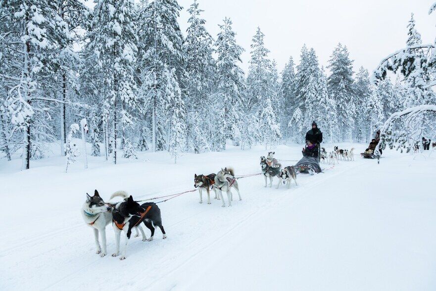 Săniuş cu husky în staţiunea Ranua din Finlanda. (Prin amabilitatea Ranua Resort)
