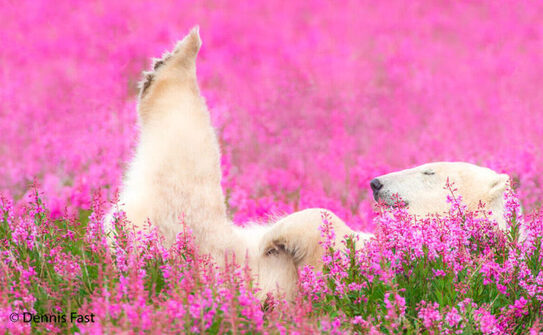 Foto: (Prin amabilitatea lui Dennis Fast)