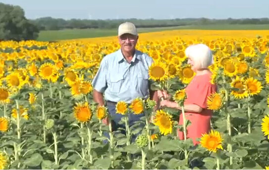 Câmp de floarea-soarelui (screenshot video Youtube)