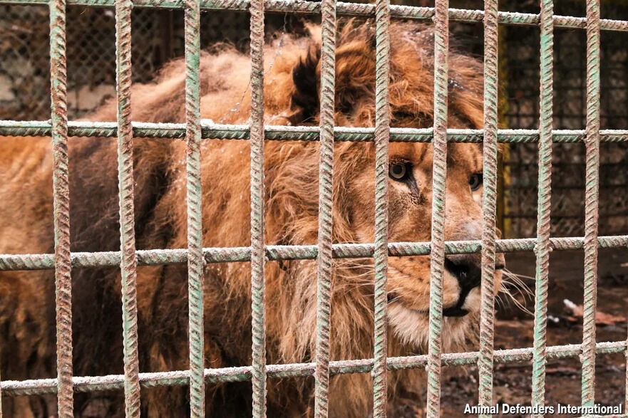 Ruben în grădina zoologică din Armenia (Prin amabilitatea Animal Defenders International)