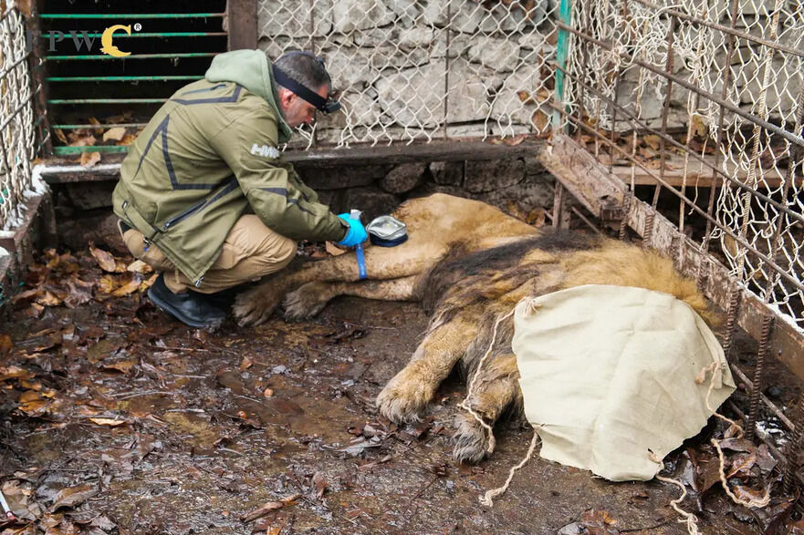 Ruben în timpul relocării sale de la grădina zoologică abandonată din Armenia. (Prin amabilitatea Animal Defenders International)