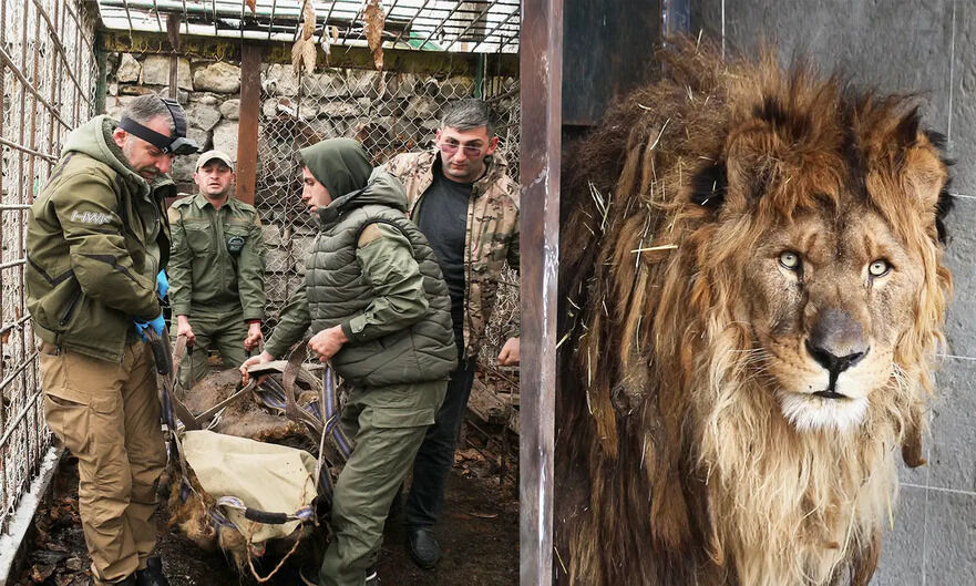 Foto: (Prin amabilitatea Animal Defenders International)