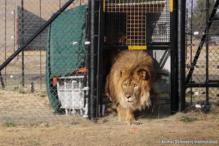 Ruben iese din lada de transport şi intră în adăpost. (Prin amabilitatea Animal Defenders International)