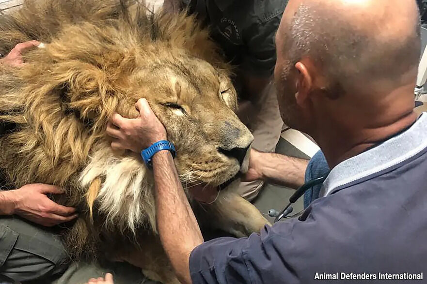 Un veterinar îl verifică pe Ruben după sosirea sa. (Prin amabilitatea Animal Defenders International)