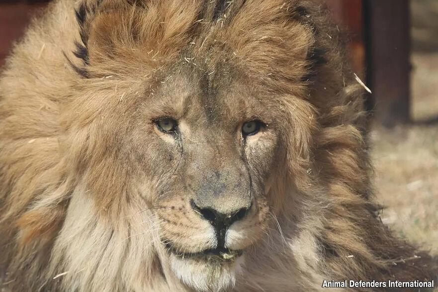 Foto: (Prin amabilitatea Animal Defenders International)