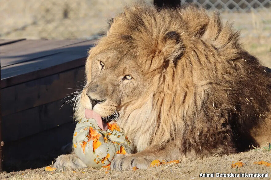 Foto: (Prin amabilitatea Animal Defenders International)