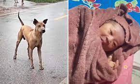 Pong, câinele care a salvat un nou-născut abandonat în faţa unei case. (Captură de ecran/Newsflare)