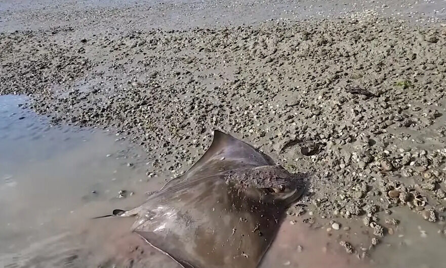 În a patra zi a provocării sale de supravieţuire, Clay a înţepat această acvilă de mare pe care o vedeţi în imagine, după ce a tras-o la mal. (Prin amabilitatea lui Clay Tall Stories)