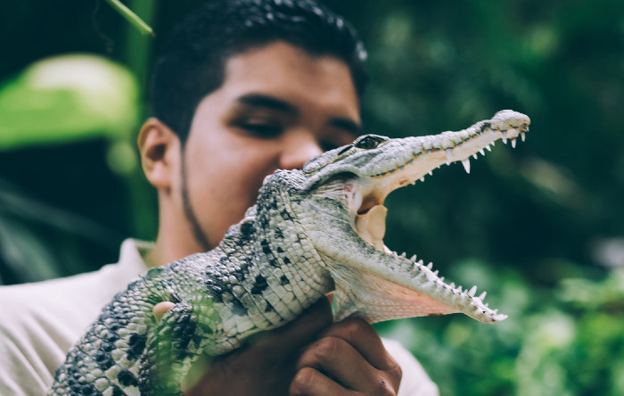 Aligator (Foto: Pexels, Ricky Esquivel)