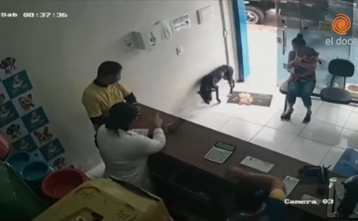Un câine de stradă a intrat singur în cabinetul unui veterinar (screenshot video Youtube)