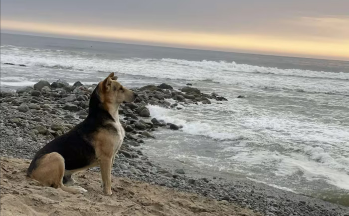 Câinele Vaguito îşi aşteaptă stăpânul la malul mării