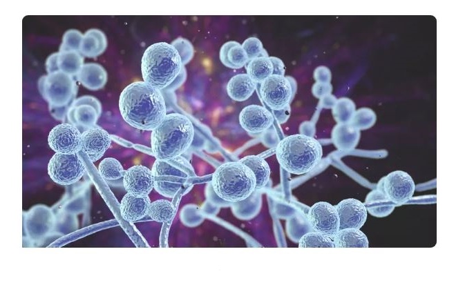 COVID-19 este legat de "creşterea alarmantă" a unei infecţii fungice rare şi extrem de letale