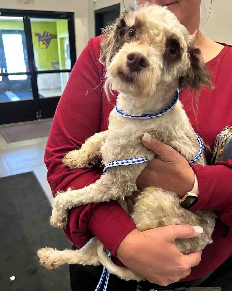 Leo este acum bine. (Prin amabilitatea Nebraska Humane Society)