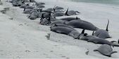 Balene eşuate pe o plajă din Marea Britanie (Screenshot)