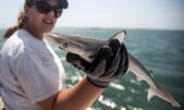 Cercetătorii au găsit cocaină în rechinii cu botul ascuţit din Brazilia.
  (Getty Images)