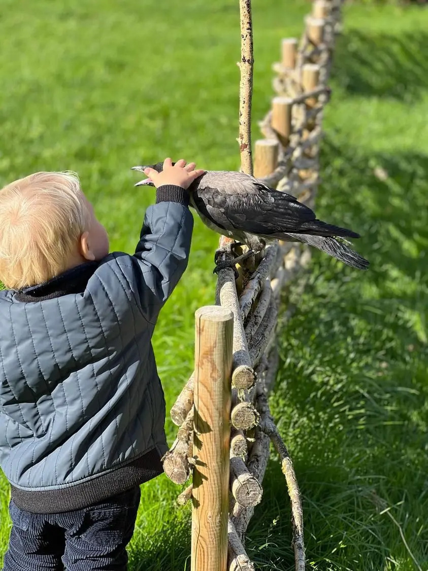 Familia spune că pasărea salvatoare a fost un „mod minunat” de a-i învăţa pe copii cum să respecte şi să aprecieze natura. (Prin amabilitatea lui Laerke Luna)